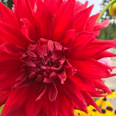 Георгина Холли Хьюстон Георгина Холли Хьюстон фото