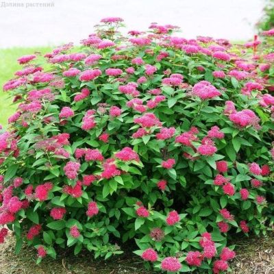 Спирея японская Дартс Ред Спирея японская Дартс Ред фото