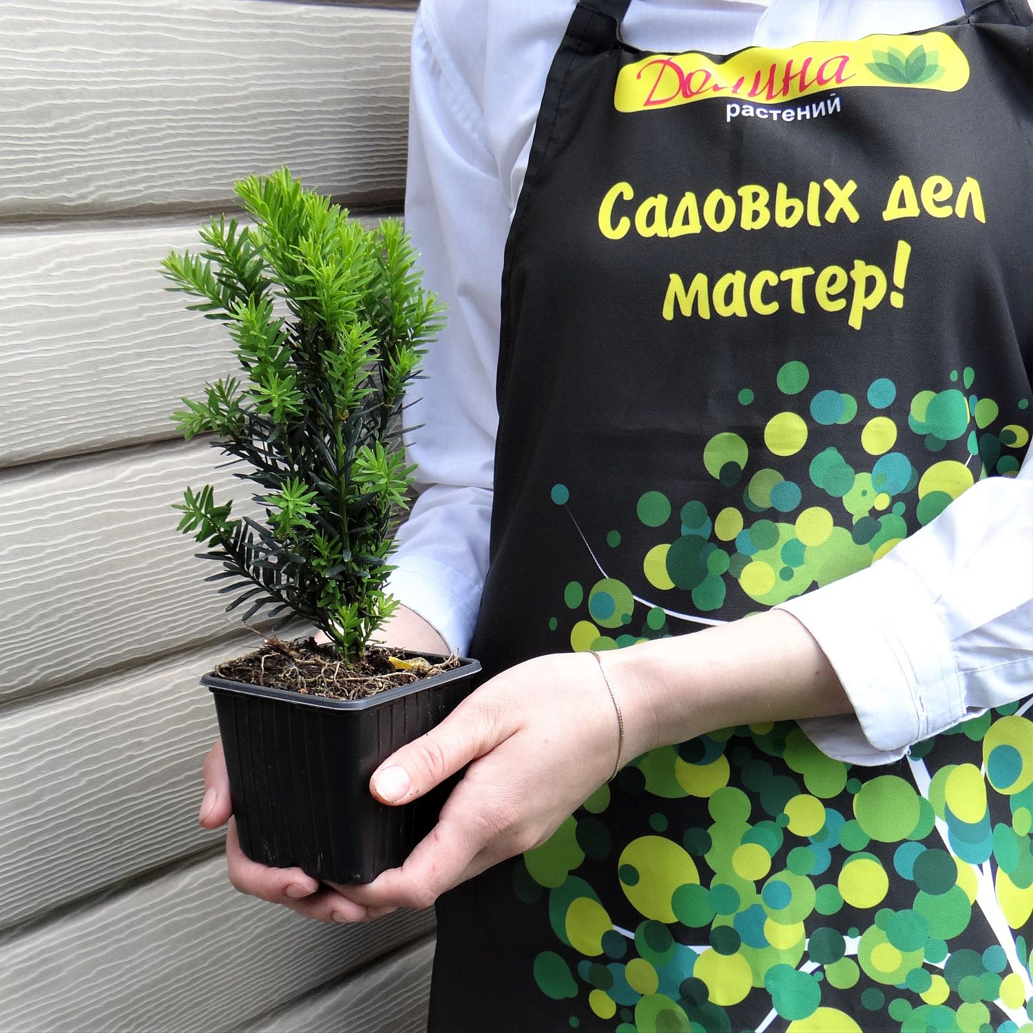 Тисс Средний Хиллии Тисс Средний Хиллии фото