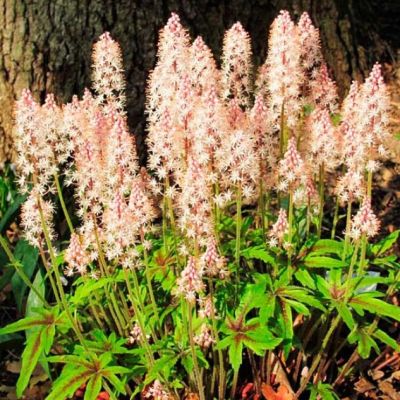 Тиарелла Пинк Скайрокет , С1,5 Тиарелла Пинк Скайрокет , С1,5 фото