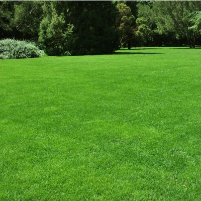 Газонная трава Парк, 500 гр Газонная трава Парк, 500 гр - Dolina-Sad.Ru