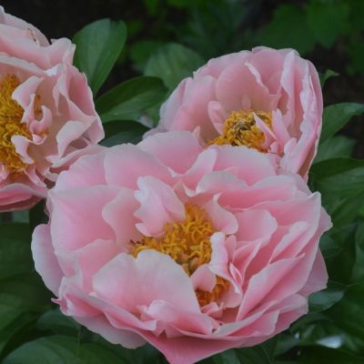 Пион Гарден Лейс - Dolina-Sad.Ru