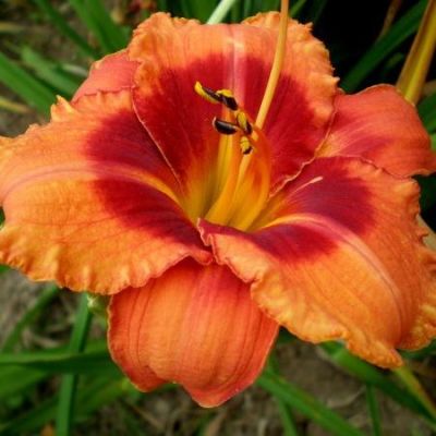 Лилейник Тайгер Лилейник Тайгер фото