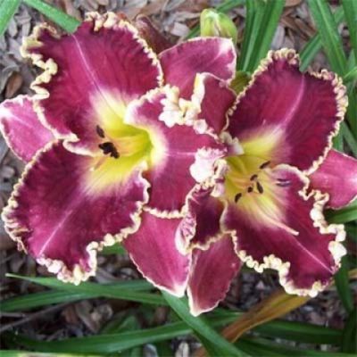 Лилейник Сторм оф зэ Сэнчури Лилейник Сторм оф зэ Сэнчури фото