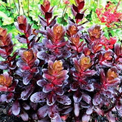 Седум Тачдаун Флейм , x Седум Тачдаун Флейм , x фото