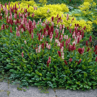 Горец родственный Дарджилинг Ред Горец родственный Дарджилинг Ред фото