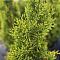 Туя западная Брайт Смарагд, С2 Туя западная Брайт Смарагд, С2 - Dolina-Sad.Ru
