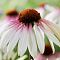 Эхинацея Претти Парасол - Dolina-Sad.Ru