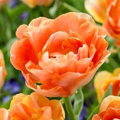 Тюльпан Шарминг Бьюти Тюльпан Шарминг Бьюти фото