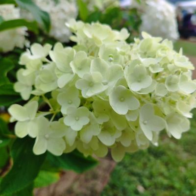 Гортензия метельчатая Сильвер Доллар, С3 Гортензия метельчатая Сильвер Доллар, С3 - Dolina-Sad.Ru