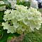 Гортензия метельчатая Сильвер Доллар, С3 Гортензия метельчатая Сильвер Доллар, С3 - Dolina-Sad.Ru