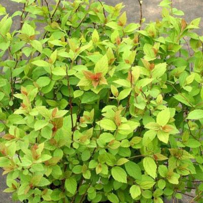 Спирея японская Манон, С2 - Dolina-Sad.Ru