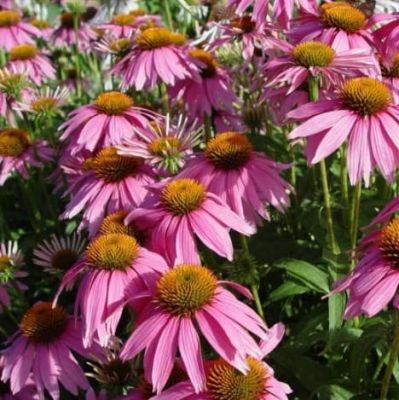 Эхинацея Пурпур-Кимс Эхинацея Пурпур-Кимс фото