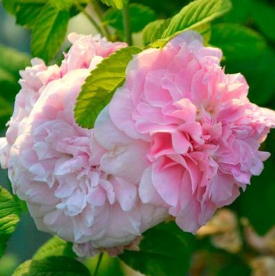 Роза Мартин Фробишер Роза Мартин Фробишер - Dolina-Sad.Ru