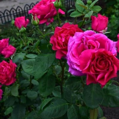 Роза Малиновый Звон - Dolina-Sad.Ru