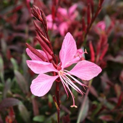 Гаура Линдхеймера Сансет Дримс - Dolina-Sad.Ru