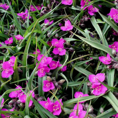 Традесканция Андерсона Кармин Глоу Традесканция Андерсона Кармин Глоу фото