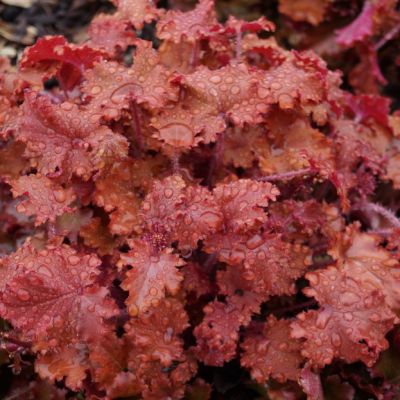 Гейхера Пич Крисп Гейхера Пич Крисп - Dolina-Sad.Ru