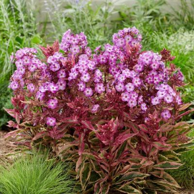 Флокс метельчатый Олимпус Флокс метельчатый Олимпус - Dolina-Sad.Ru