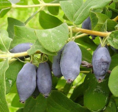 Жимолость Морена Крупноплодная (саженец 2 года) - Dolina-Sad.Ru