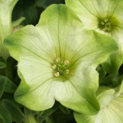 Петуния Рэй Пастачо Крем - Dolina-Sad.Ru