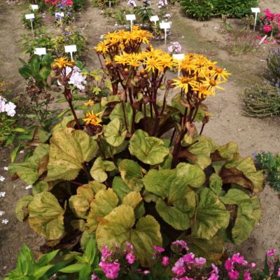 Бузульник Гарден Конфетти Бузульник Гарден Конфетти - Dolina-Sad.Ru