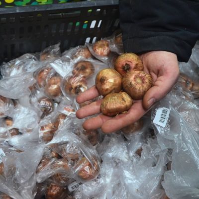 Гладиолус Грейхаунд Гладиолус Грейхаунд фото