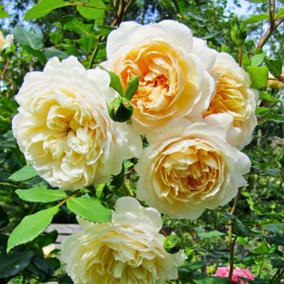 Роза Штамбовая Крокус Роуз Роза Штамбовая Крокус Роуз - Dolina-Sad.Ru