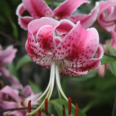 Лилия Специозум Рубрум Лилия Специозум Рубрум фото