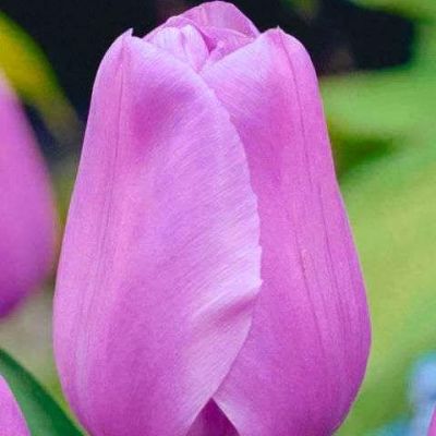 Тюльпан Алиби фото