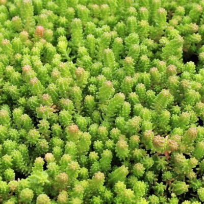 Седум шестирядный Веизе Тетра , P9 Седум шестирядный Веизе Тетра , P9 фото