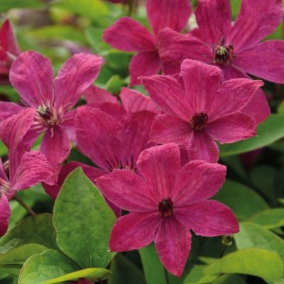 Клематис Экспандер - Dolina-Sad.Ru