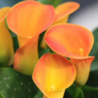 Калла Мерседес Калла Мерседес фото