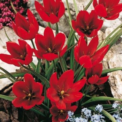 Тюльпан Хаджери Тюльпан Хаджери фото