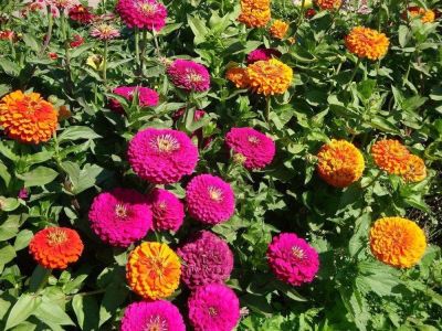 Цинния Гиганты Бенари Смесь Окрасок Цинния Гиганты Бенари Смесь Окрасок фото