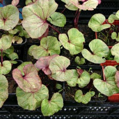 Бузульник Гарден Конфетти Бузульник Гарден Конфетти - Dolina-Sad.Ru