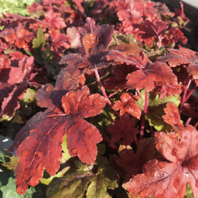 Гейхерелла Хопскотч , С1,5 Гейхерелла Хопскотч , С1,5 фото