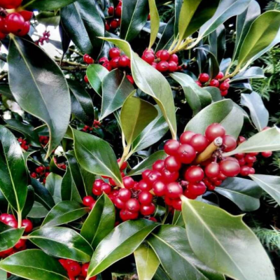 Лавровишня обыкновенная Этна фото