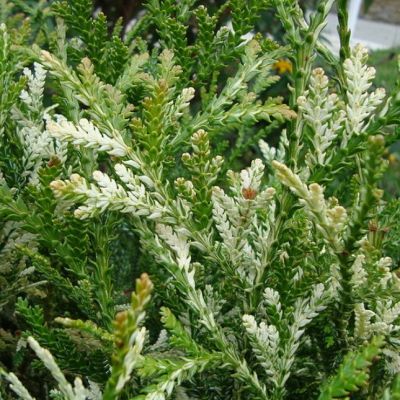 Туевик поникающий (долотовидный) Вариегата Туевик поникающий (долотовидный) Вариегата фото