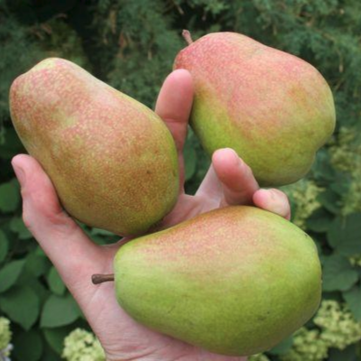 Груша Чудесница Груша Чудесница - Dolina-Sad.Ru