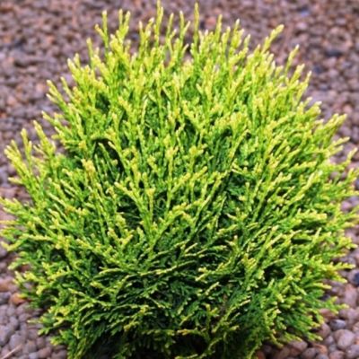 Туя западная Вотерфилд Туя западная Вотерфилд фото