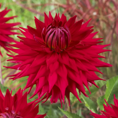 Георгина Холли Хьюстон Георгина Холли Хьюстон фото