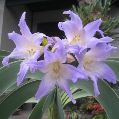 Амариллис Лилак - Dolina-Sad.Ru