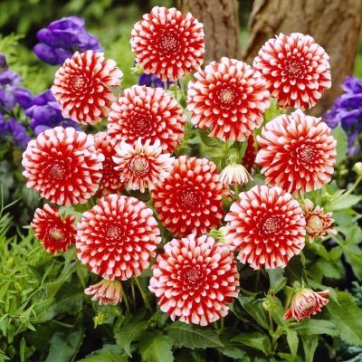 Георгина Мюзет Георгина Мюзет фото