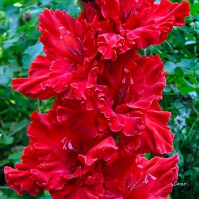 Гладиолус Омск Гладиолус Омск - Dolina-Sad.Ru