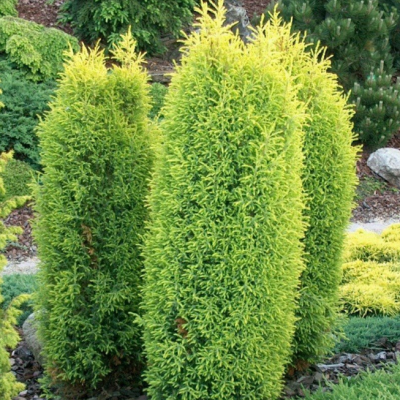 Можжевельник обыкновенный Голд Кон, С3 Можжевельник обыкновенный Голд Кон, С3 - Dolina-Sad.Ru