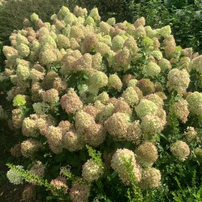 Гортензия метельчатая Пиксио Гортензия метельчатая Пиксио - Dolina-Sad.Ru