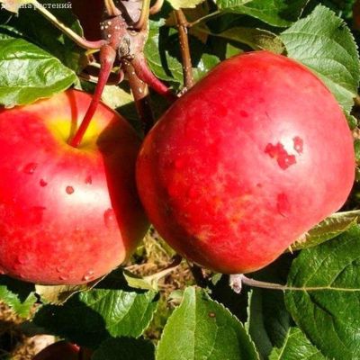 Яблоня Ред Фри/Летняя Яблоня Ред Фри/Летняя фото