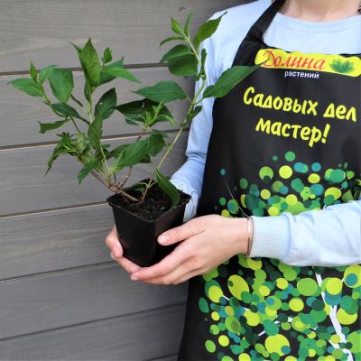 Гортензия метельчатая Граффити Гортензия метельчатая Граффити фото