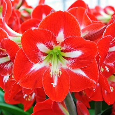 Амариллис Династия Амариллис Династия фото